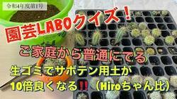 サボテン植え替え第２弾