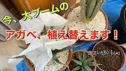 アガベ植え替え