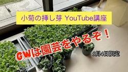 YouTube講座（小菊の挿し芽）