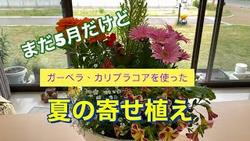 夏の寄せ植え