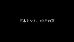 巨木トマト３年目の夏