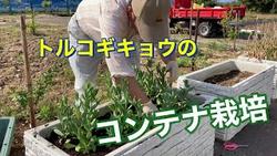 トルコギキョウコンテナ栽培