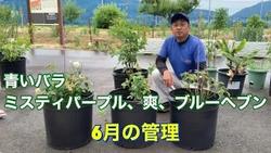 バラ６月の管理