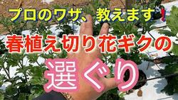 春植え切り花ギク選ぐり