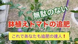 鉢植えトマト追肥