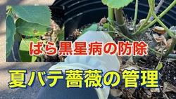 ばら黒星病防除