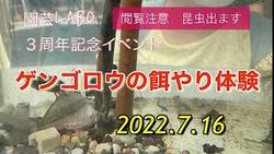 ３周年　ゲンゴロウ餌やり