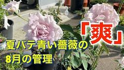 青い薔薇「爽」８月管理