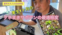 サボテン最適照度
