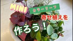 ミニカラーリーフ寄せ植え