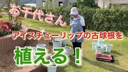 アイスチューリップ古球根植え