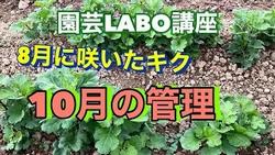 キク１０月の管理