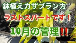 カサブランカ１０月の管理