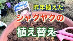 シャクヤク植え替え