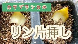 カサブランカりん片挿し