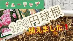 チューリップ１００円球根植え