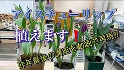 アイスチューリップ鉢植え