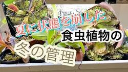 食虫植物冬の管理