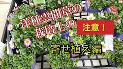 雲間草