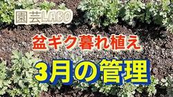 盆菊暮植え３月管理