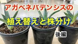 ネバデンシス植え替えと株分け後編