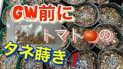 ＧＷ前トマト種まき