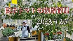 巨木トマト管理20230420