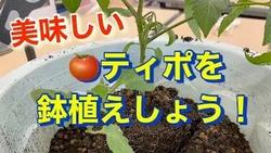 トマト「ティポ」鉢植え