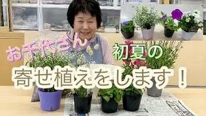 お千代さん、初夏の寄せ植えをします！