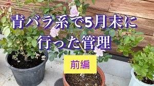 青バラ系で５月末に行った管理 前編