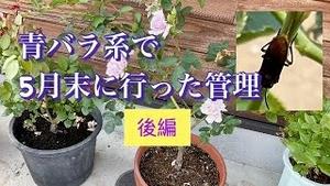 青バラ系で５月末に行った管理 後編