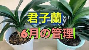 君子蘭、６月の管理