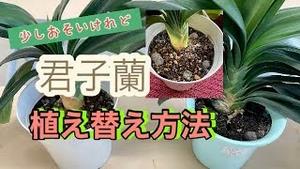 少し遅いけれど、君子蘭植え替え方法！