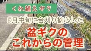 5月中旬に台刈り摘心した盆ギクのこれからの管理！