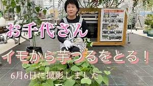 お千代さん、芋から芋づるをとる！！