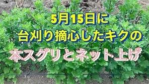 5月15日に台刈り摘心したキクの本スグリとネット上げ