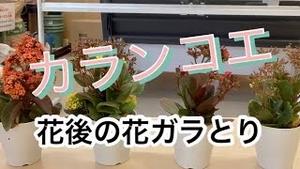 カランコエ、花後の花ガラとり