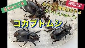 本州に２種類自生するカブトムシの一つ、コカブトムシ！！