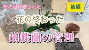 花の終わった胡蝶蘭の管理（後編）