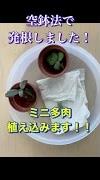 空鉢法で発根。ミニ多肉植物の植え込み