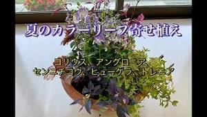 夏のカラーリーフ寄せ植え