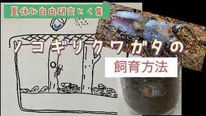 夏休み自由研究特集！ノコギリクワガタの飼育方法