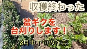 収穫終わった盆ギクを台刈りします！8月下旬の作業！！