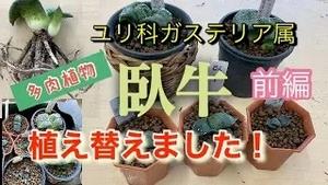 ユリ科ガステリア属、多肉植物の「臥牛」植え替えました！前編！