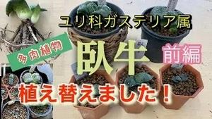 ユリ科ガステリア属、多肉植物の「臥牛」植え替えました！前編！