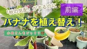 小田さんもびっくり! 「秋の気配」がするのに、バナナを植え替え!! 前編