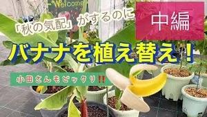 小田さんもびっくり! 「秋の気配」がするのに、バナナを植え替え!! 中編