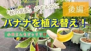 小田さんもびっくり! 「秋の気配」がするのに、バナナを植え替え!! 後編