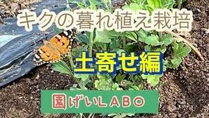 キクの暮れ植え栽培 土寄せ編