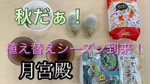 秋ダァ！サボテン植え替えシーズン到来！！月宮殿
